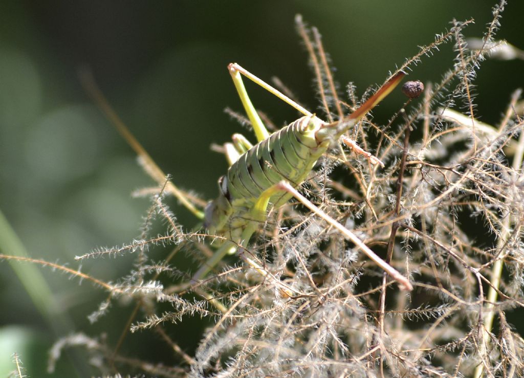 Bradyporidae:  Ephippiger discoidalis, femmina parassitata